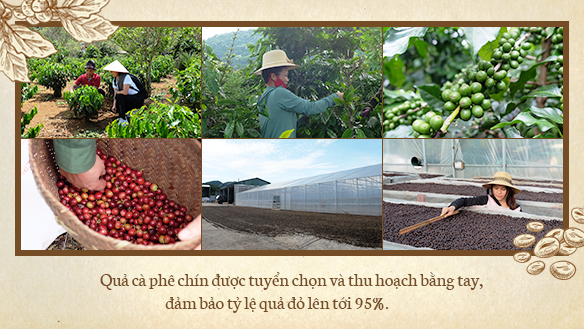 Từ nông trường đến tách cà phê