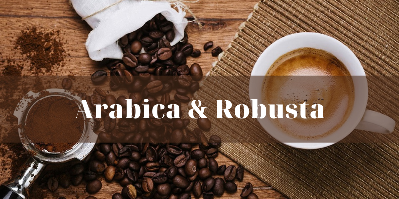 Cà phê Arabica và Robusta khác nhau như thế nào?