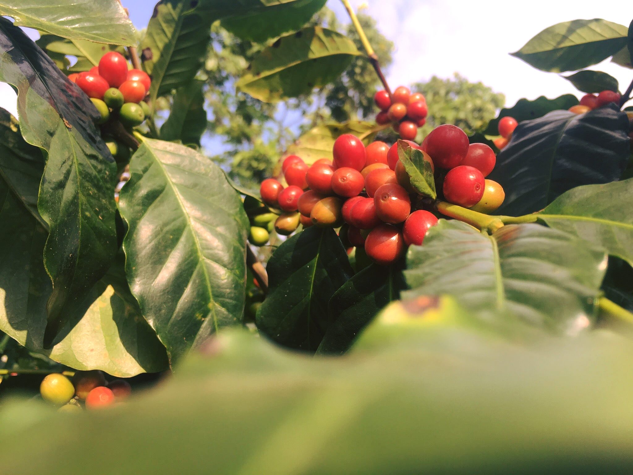 Detech Coffee và hành trình ghi dấu cà phê Việt trên thị trường thế giới