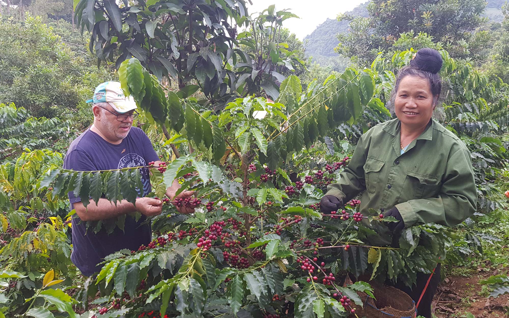 Introducing climate-resilient coffee hybrids in Vietnam