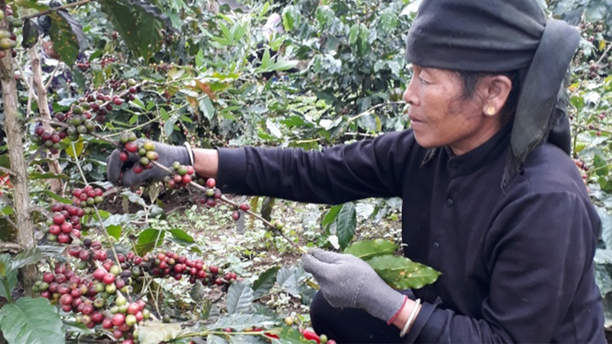 New Arabica F1 hybrids created overcome local varieties in Vietnam for cup quality